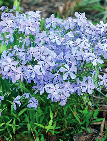 Флокс растопыренный Клаудз ов Перфюм Флокс растопыренный Клаудз ов Перфюм