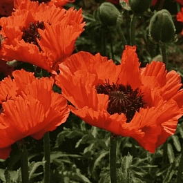 Мак восточный Turkenlouis