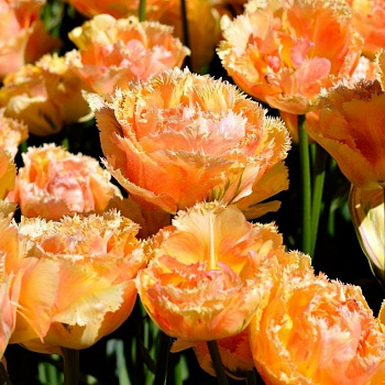 Тюльпан бахромчатый Эсприт