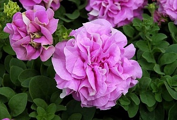 Петуния Surfinia Double Lilac