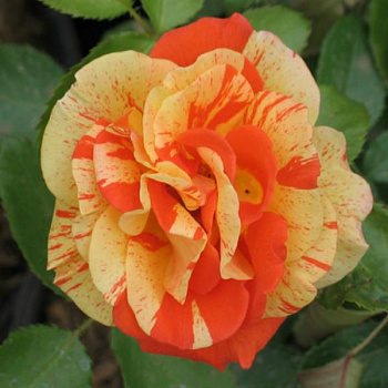 Роза флорибунда Пападжина