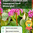 Бадан (Слоновьи уши) сердцелистный Winterglut Бадан (Слоновьи уши) сердцелистный Winterglut