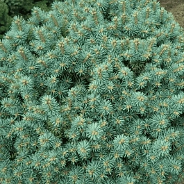 Ель колючая Brynek