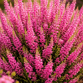 Вереск обыкновенный Dark Star