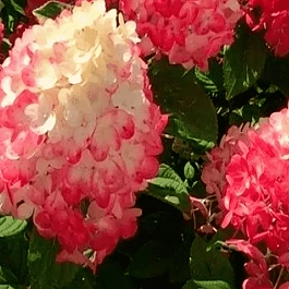 Гортензия метельчатая Redlight