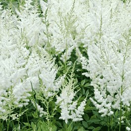 Астильба Арендса Diamant