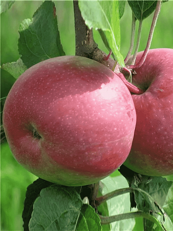 Яблоня Июльское Черненко