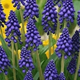Мускари армянский