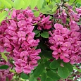Робиния ложноакация Pink Cascade