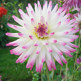 Георгина Полукактусовая Джура