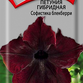 Петуния гибридная Софистика блекберри