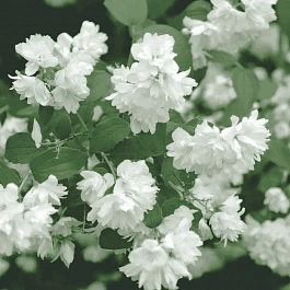 Чубушник гибридный Schneesturm