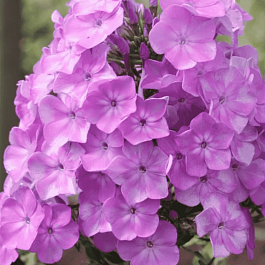 Флокс метельчатый Серебряный век