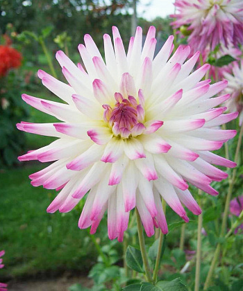 Георгина Полукактусовая Джура