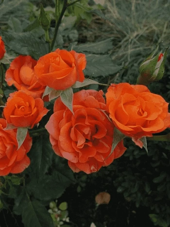 Роза спрей Alegria