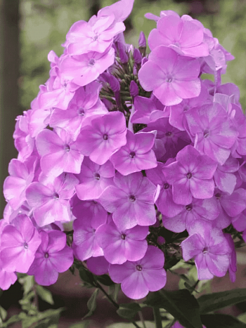 Флокс метельчатый Серебряный век