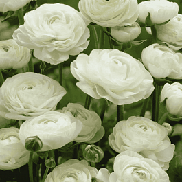 Лютик Азиатский  White