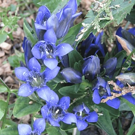 Горечавка семираздельная