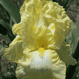 Ирис германский Buttered Popcorn