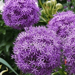 Лук декоративный Gladiator