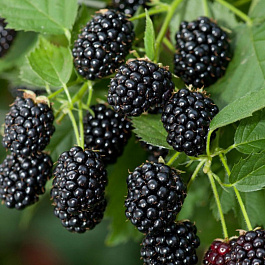 Ежевика Блэк Мэджик