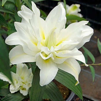 Лилия восточная махровая Близзард