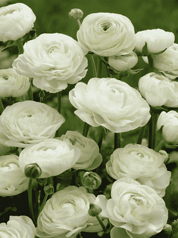 Лютик Азиатский  White