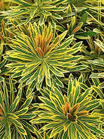 Молочай миндалевидный Ascot Rainbow