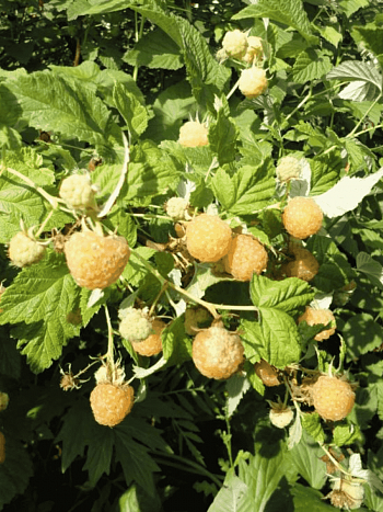 Малина обыкновенная Беглянка