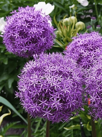 Лук декоративный Gladiator