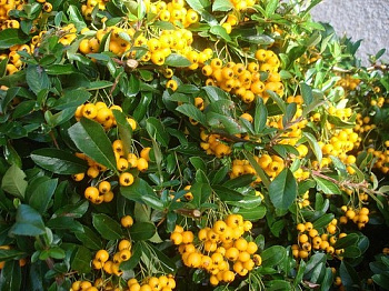 Пираканта Golden Charmer