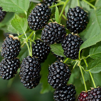 Ежевика Блэк Мэджик