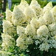 Гортензия метельчатая Magical Matterhorn