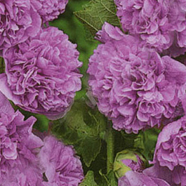 Шток-роза (Мальва) розовая Пленифлора Вайолит