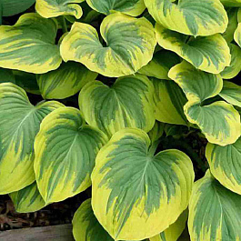 Хоста Magic Fire