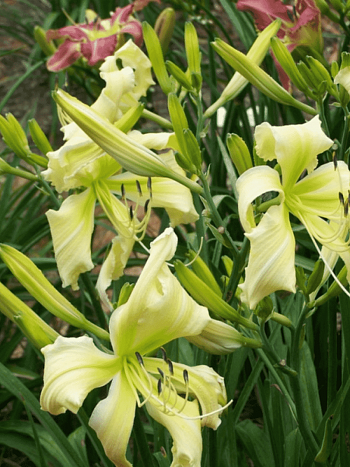 Лилейник Heavenly Curls