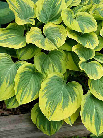 Хоста Magic Fire