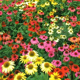 Эхинацея пурпурная Cheyenne Spirit Mix