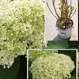 Гортензия древовидная Bella Ragazza Limetta