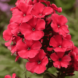 Флокс метельчатый A.E. Amos