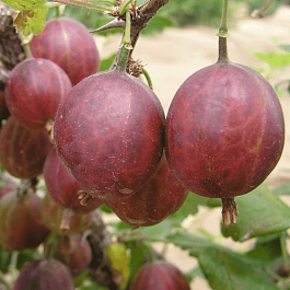 Крыжовник обыкновенный  Niesłuchowski