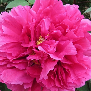 Пион древовидный Король Цветов