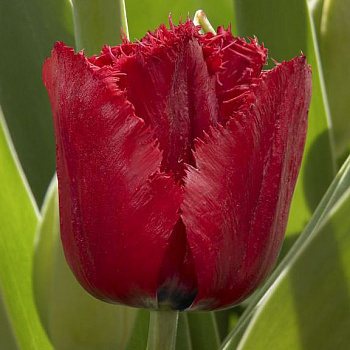 Тюльпан бахромчатый Версаче