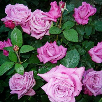 Роза чайно-гибридная Блю Парфюм