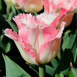 Тюльпан бахромчатый Ланжери