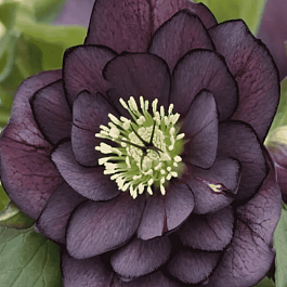 Морозник восточный Double Ellen Purple