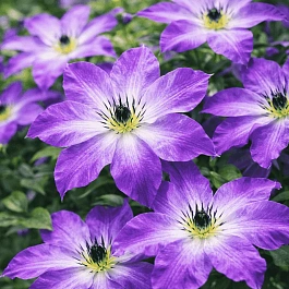 Клематис гибридный Cloudburst