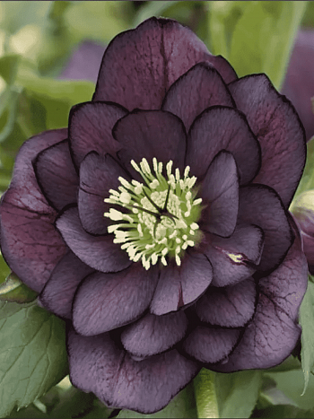 Морозник восточный Double Ellen Purple