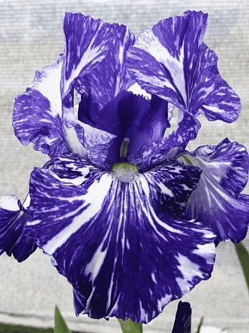 Ирис германский Batik