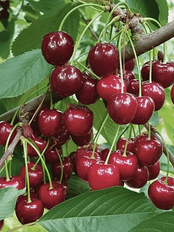 Вишня Десертная Морозовой